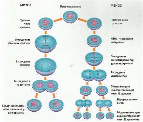 Ключевая роль предыдущей клетки в процессе развития