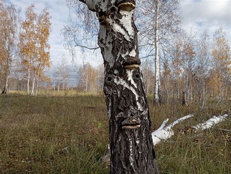 Ключевые места, где возможно обнаружить автомобиль "Берни"
