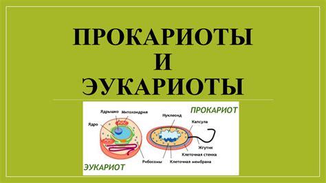 Ключевые отличия функций урацила в прокариотических и эукариотических клетках