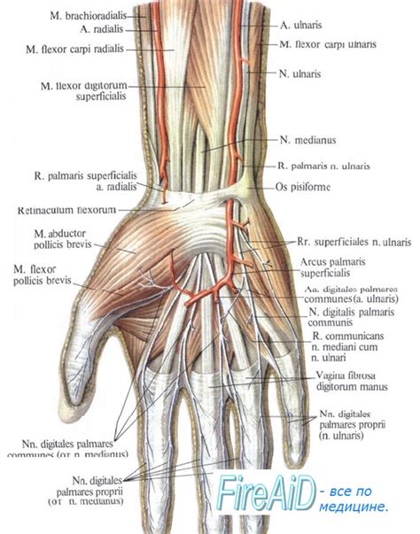 Ключевые точки расположения среднего нерва в структуре руки