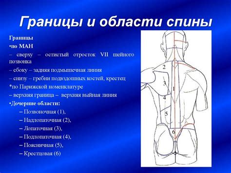 Ключевые части тела женщины: области шеи, спины и поясницы