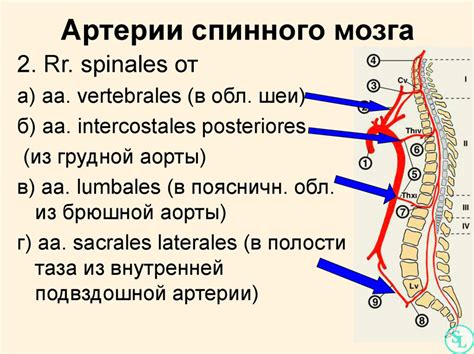 Количество и структура позвонков в области шеи: основные аспекты