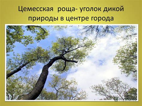 Колычевская роща: уединенный уголок природы в самом центре города