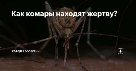 Комары находят путь внутрь через незащищенные проходы