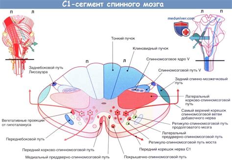 Компоненты и функции строения спинного мозга: все, что вам нужно знать