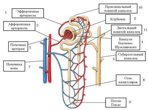 Конструкция нефрона: главный компонент системы фильтрации почек