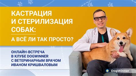 Консультация с ветеринарным врачом о воздействии семечек подсолнечника на здоровье собаки