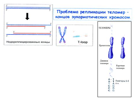 Контрольный механизм митотической секвенции