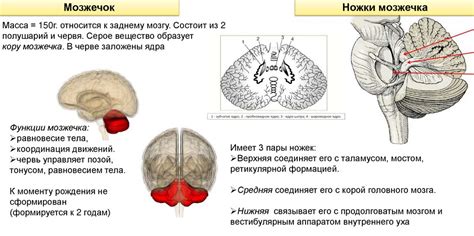 Контроль нижних отделов центральной нервной системы: задний участок мозга