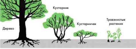 Контроль роста и формы дерева