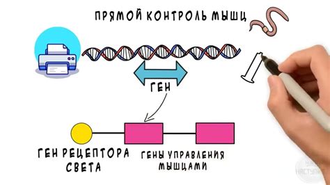 Контроль сновидений: потенциал генетического фонда