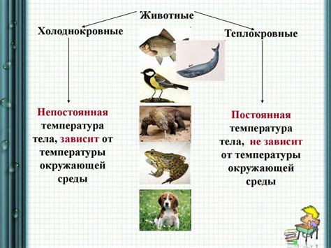 Координационная роль микрошнуров в организме животных