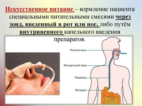 Кормление и питание