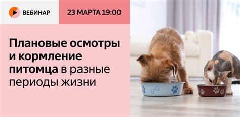 Кормление магического питомца в своем жилище: нюансы и рекомендации