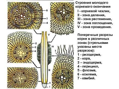 Корневая система и стеблевая часть: основные характеристики структуры орхидей