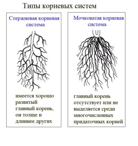 Корни и их важная функция в питательном поглощении раннецветущими растениями