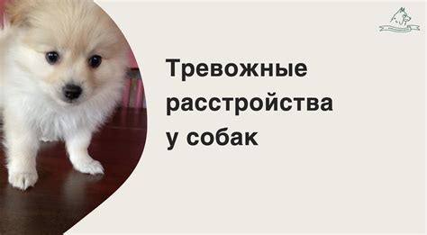 Корректировка навыков и знаний для специалистов работающих с собаками