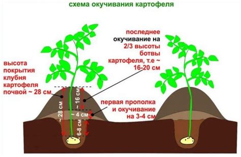 Корректная расстановка растений при совместном выращивании груши и малины