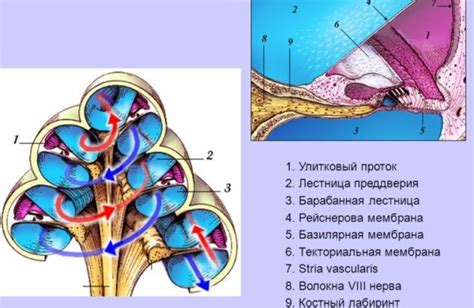 Кортиев орган: суть и вклад в функционирование организма