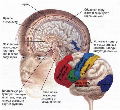 Кортикальные области головного мозга: функции и распределение