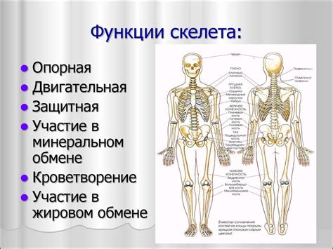 Кости поднебельника: анатомическое строение и основные функции