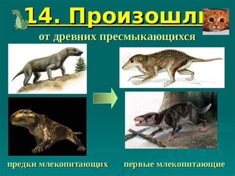 Костные находки: свидетельства эволюции млекопитающих от древних пресмыкающихся