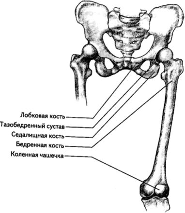 Костные структуры внутренней части бедра: организация и роли