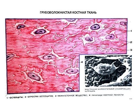 Костные ткани: скрытые от нервов оазисы