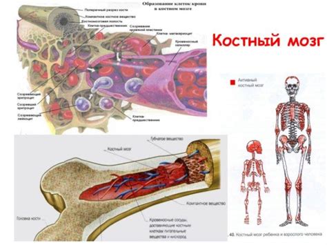 Костный мозг: расположение и функции