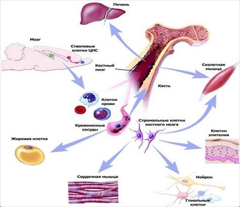 Костный мозг в качестве резервуара стволовых клеток: новые горизонты исследований и терапии