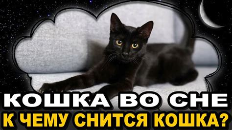 Кошка во сне