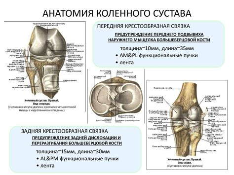 Краткое объяснение анатомии коленного сустава и возможных причин воспаления