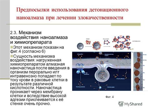 Креатин: сущность и механизм воздействия