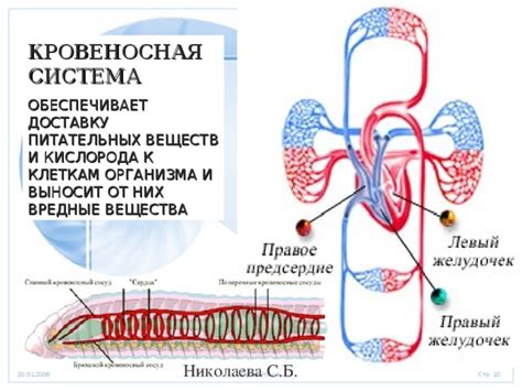 Кровеносная система: транспортировка кислорода и питательных веществ в органы и ткани