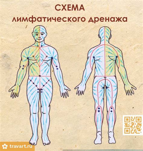 Кровеносная система и лимфатический дренаж: что находится под глазом в области прилегающей к носу