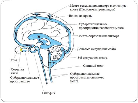 Круговорот жидкости внутри мозга: циркуляция и обмен