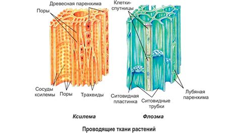 Ксилема: функции и значение в корне растения