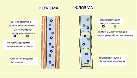 Ксилема и флоэма: роль и структура проводящих тканей у растений