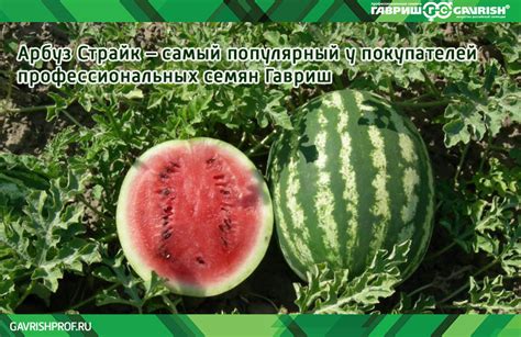 Кто не рекомендуется проводить день без обычного питания на арбузах и почему