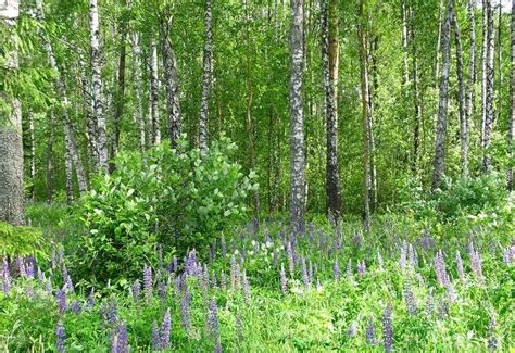 Культурные аспекты Беларуси и Польши