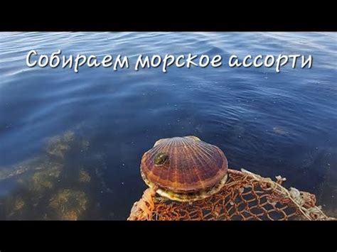 Легализация и контроль улова рапанов в районе Черного моря