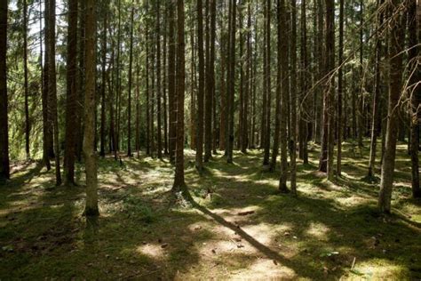 Легкие пешие маршруты для наслаждения прогулками в белорусских лесах