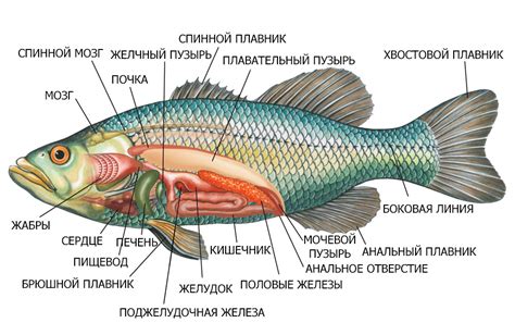 Легочный пузырь морской рыбы и обмен газов