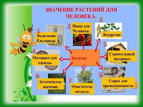 Лекарственное и эстетическое значение осенних листьев