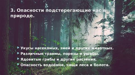 Лесные болота: угроза для сохранения безопасности и здоровья