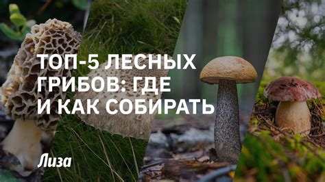 Лесные уголки Подмосковья: где обнаружить богатейшие грибами локации