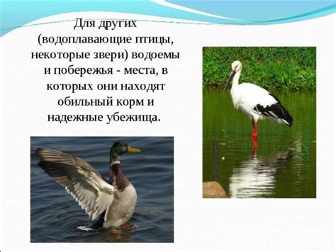 Лесные уголки и уединенные водоемы - места, где цапли находят приют и пищу