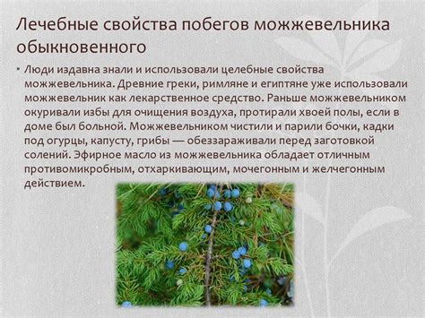 Лечебное значение чавычи в народной медицине