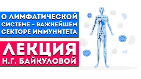 Лечение и профилактика заболеваний в области паха: важность заботы о лимфатической системе