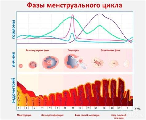 Лечение нарушений женского организма